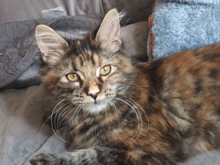 Kotka Maine Coon