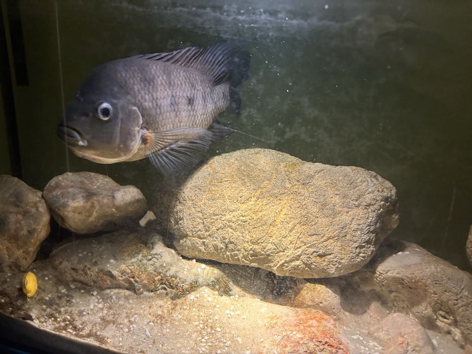 Pielęgnica Amphilophus labiatus