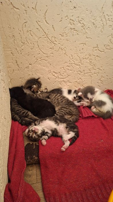 Кошенята /котята в добрі руки. Дата народження 10.07.26