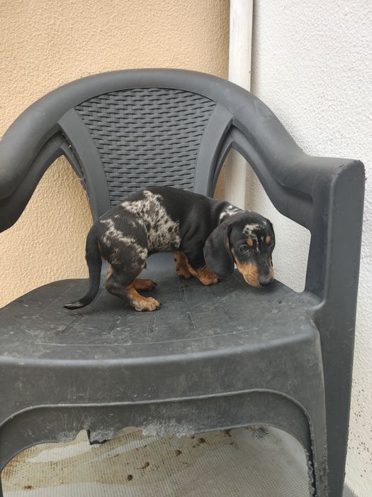 Teckel pêlo liso macho arlequim puro