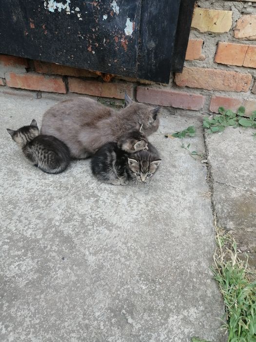 Віддам милих кошенят
