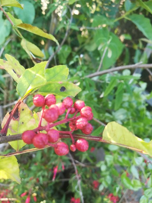 Pimenta de Sichuan - Zanthoxylum simulans