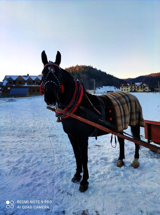 Kulig w Ochotnicy Górnej