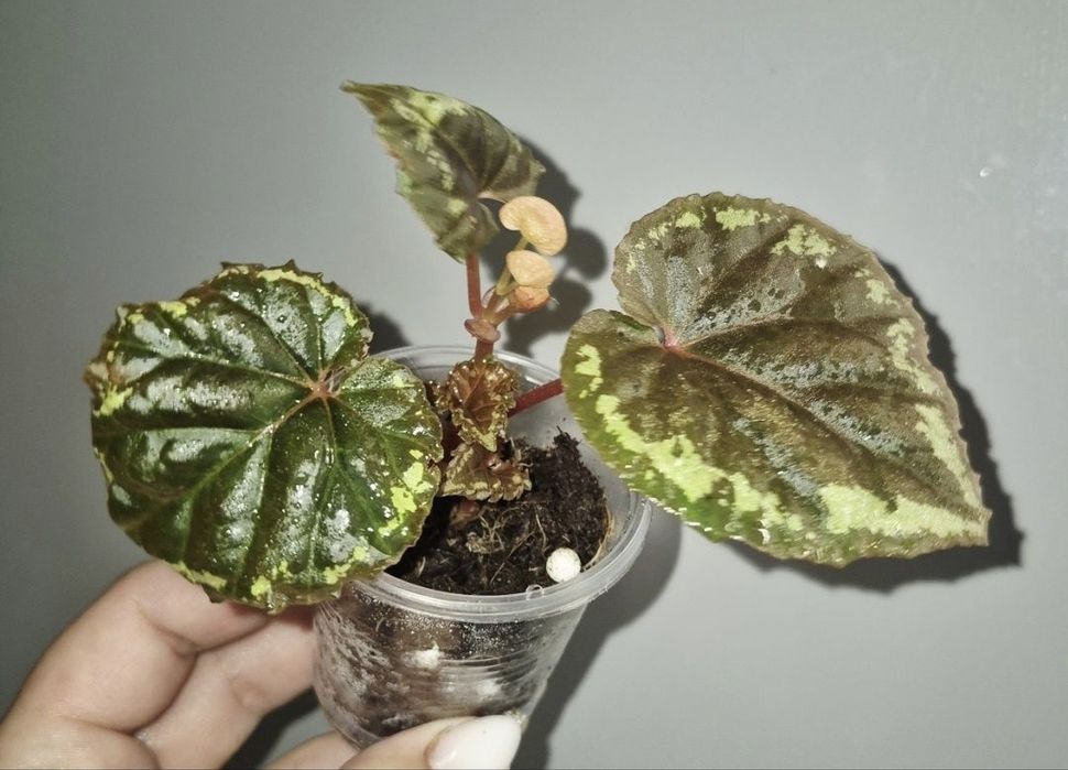 Рідкісні бегонії