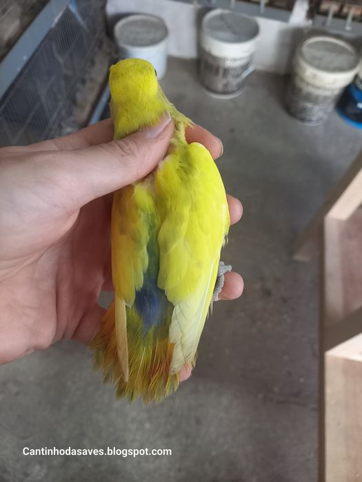 Roseicollis fêmeas e machos