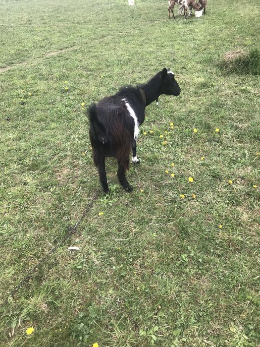 Продам козу первістку