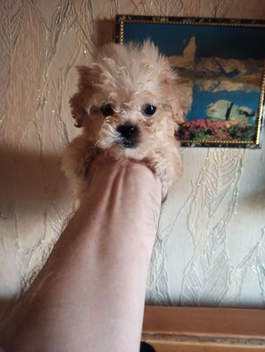 Мальчик мальтипу