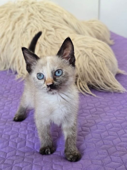 Sabrina, para adoção
