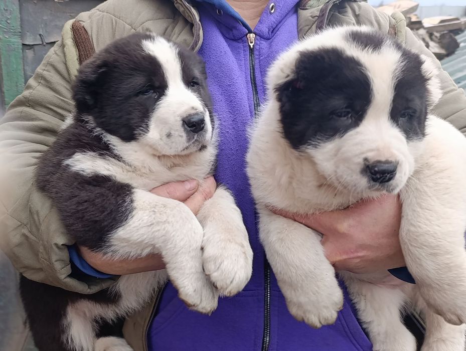 Цуценята породи азіат