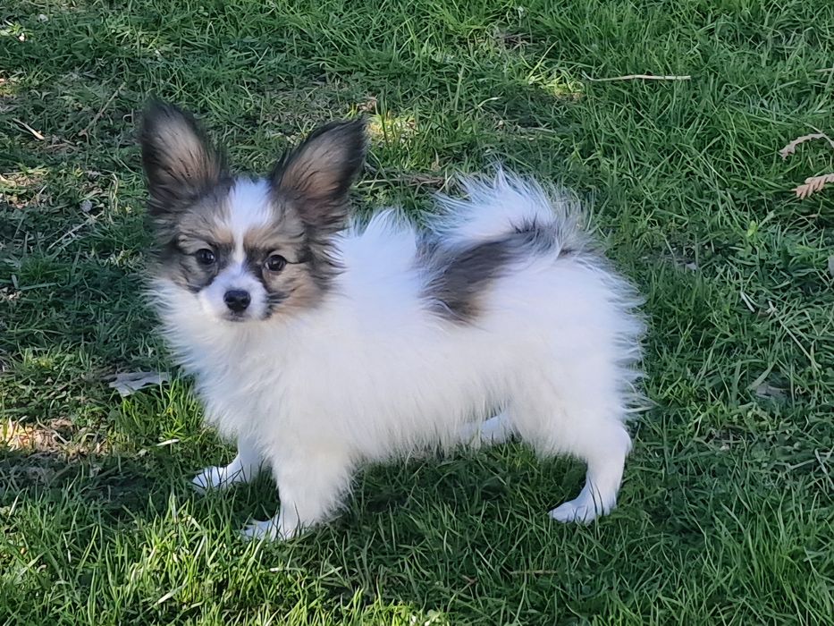 Suczka   spaniel kontynentalny miniaturowy papillon .