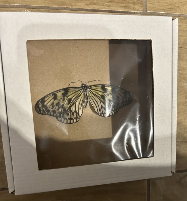 Motyl w gablocie