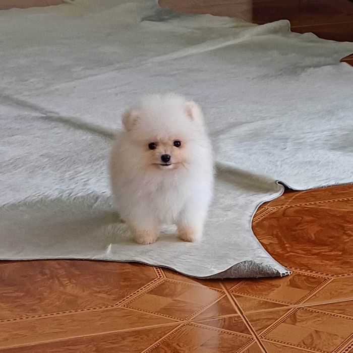 Spitz Alemão Anão e/ou Lulu da Pomerânia  FEMEA   com  LOP e AFIXO