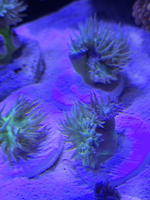 Duncanopsammia axifuga Dunka koralowiec