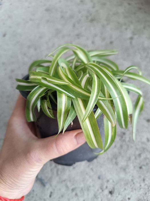 Хлорофітум хохлатий, кучерявий Bonnie, зелений