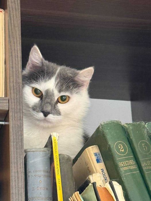 ніжна муркотлива та лагідна киця