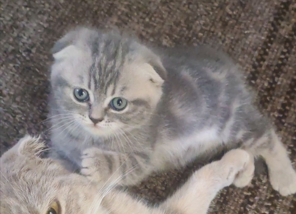 Кошеня висловухе киця кіт котик скотіш фолд