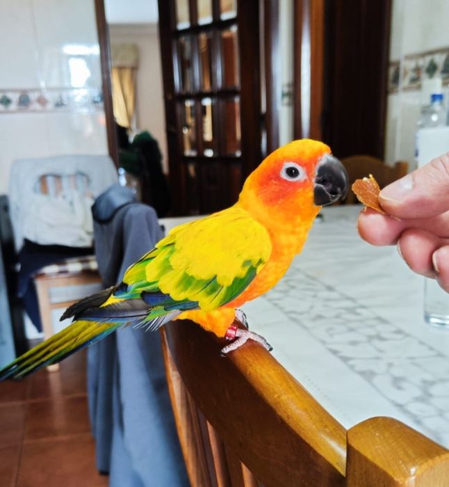 Aratinga macho 2024 domésticado  muito mansinho