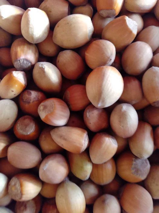 Лісовий горіх продам