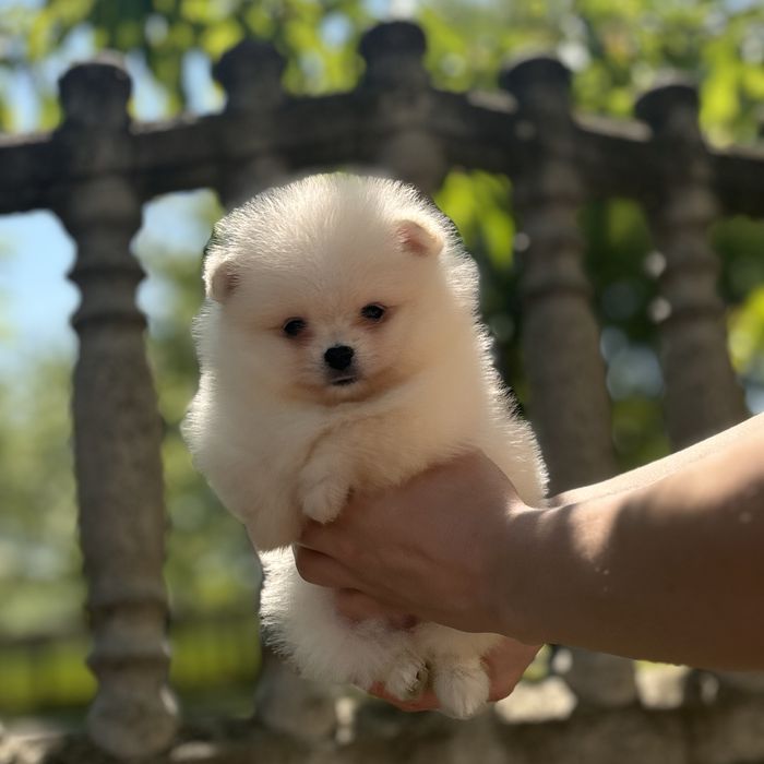 дівчина тип ведмедика шоу классу