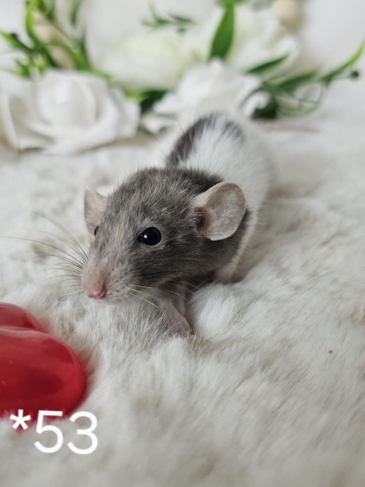 Szczur szczury szczurki rasowe maluchy