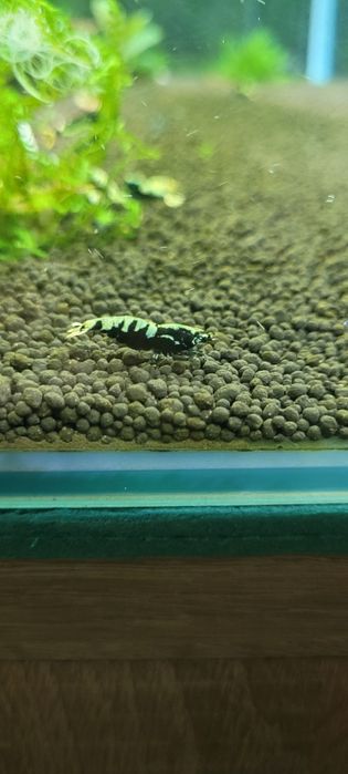Caridina Pinto  Galaxy Fishbon Boa