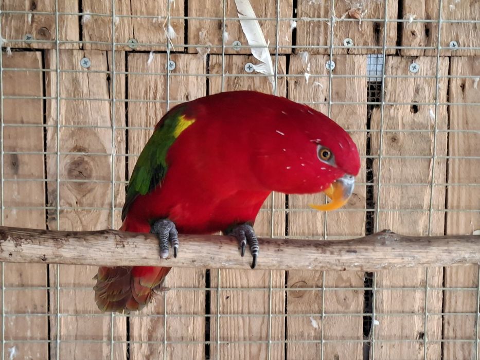 Loris garrulus macho