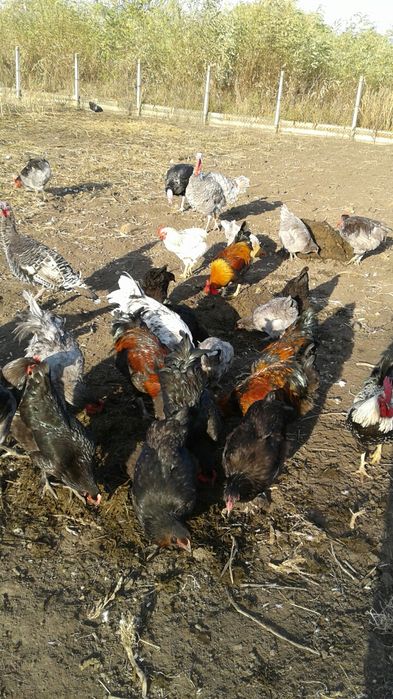 Петухи півні на племя та на мясо ДЖЕРСИЙСКИЕ ГИГАНТЫ