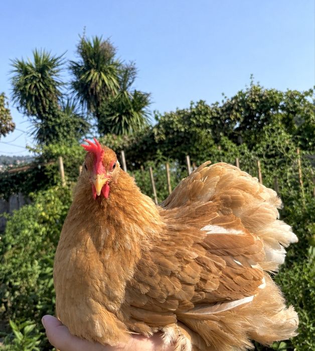 Ovos de galinhas pekin