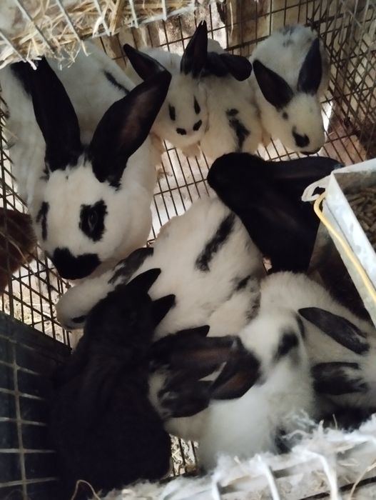 Vendo coelhos para fazer criação ou para consumo