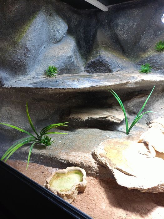 Agama  z terrarium 120x60x60