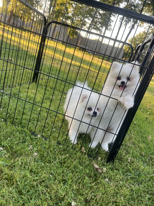 Szpic miniaturowy, Pomeranian