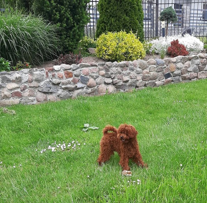 Pudelki miniatura. Badania genetyczne. Suczka.