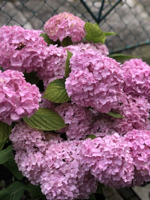 Саджанець білоі та рожевоі гортензіі.