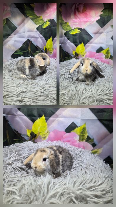 Karzełki Mini Lopki