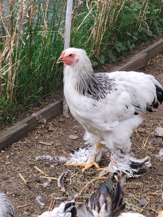Pisklęta brahma olbrzymia gronostajowa.Araukana bezogoniasta. Jaja lęgowe.