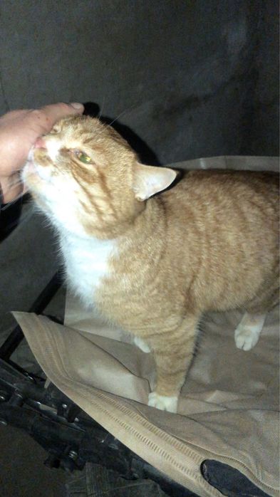 Шикарний котик в люблячу родину