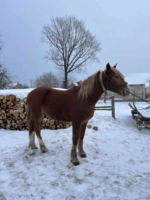 Продаєця молодий робочий жеребець з великіх коней
