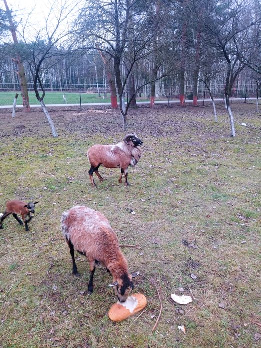 Sprzedam sprzedam sprzedam...