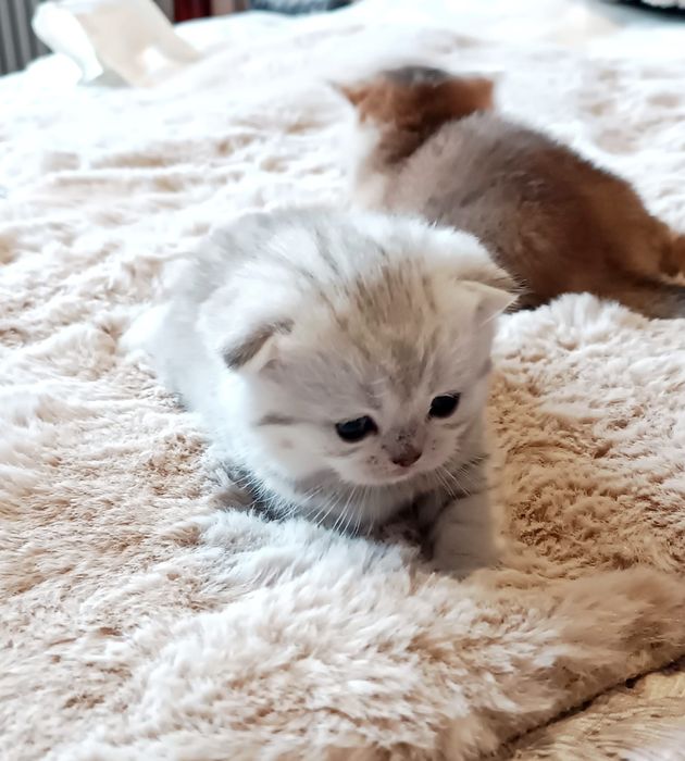 British Shorthair silver