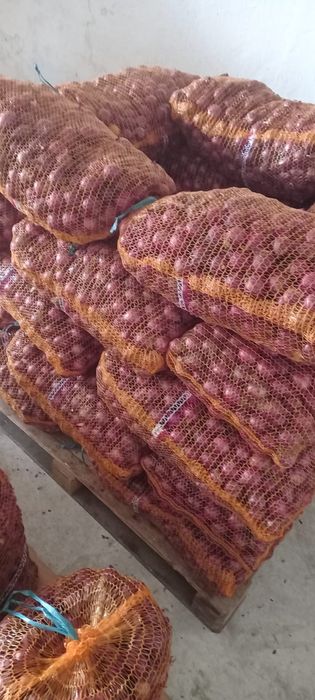 Cebula czerwona drobna