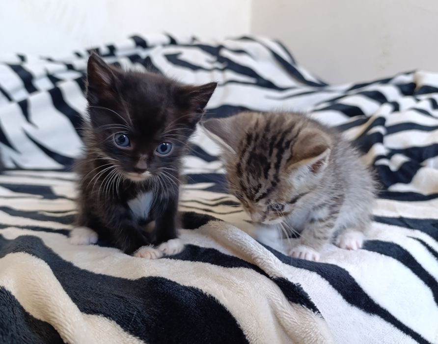 Котята ищут дом, мальчики и девочка