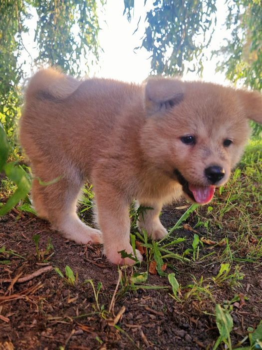 Cudowny chłopiec Akita INU