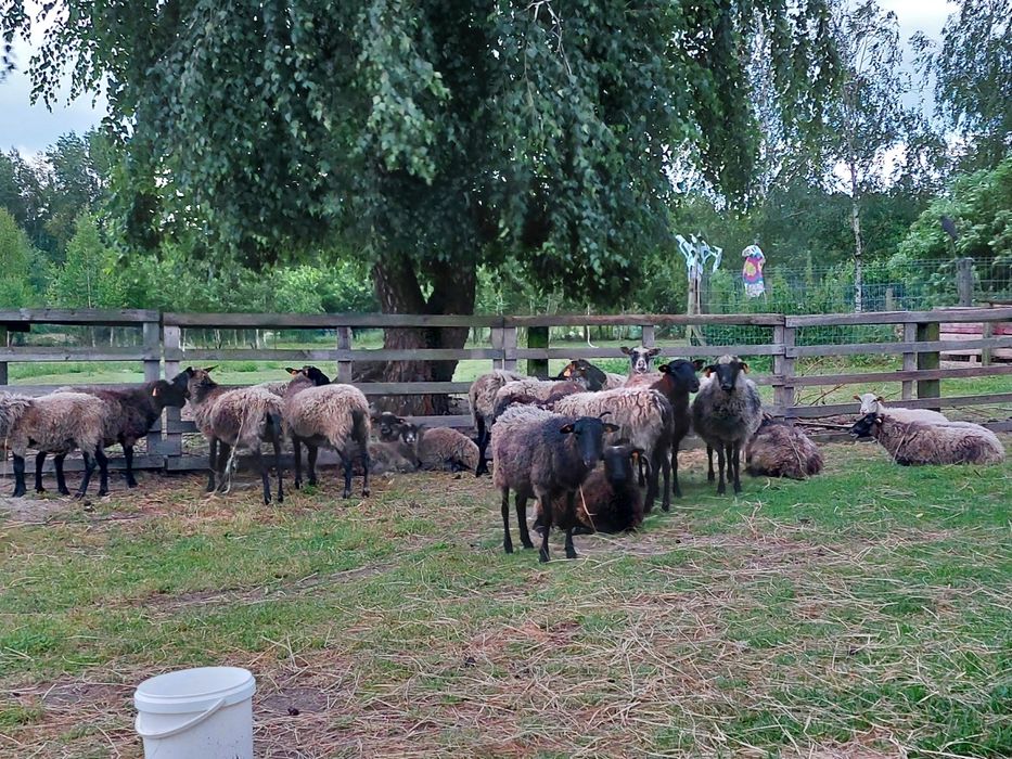 Owce wrzosowki dopłatowe samice