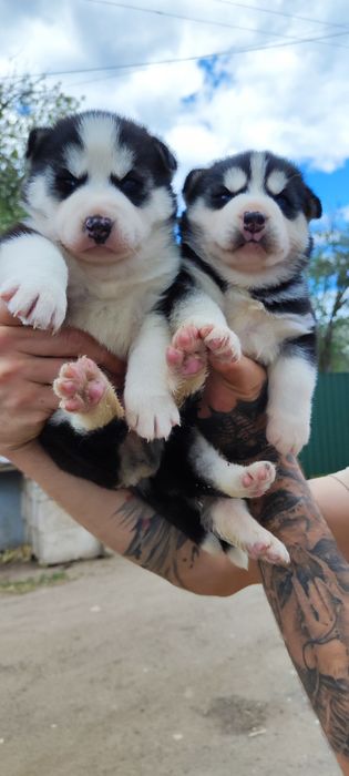 Малыши породные кутята