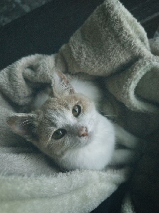 Кошеня 6 місячне