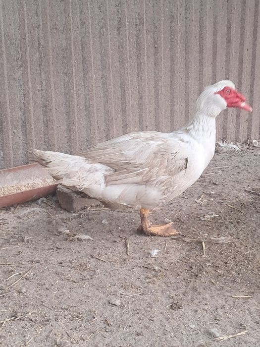 Продам індокачок сім'ї, або роздріб