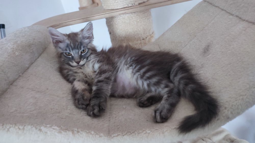 Kocurek MCO z Bluebona*Pl