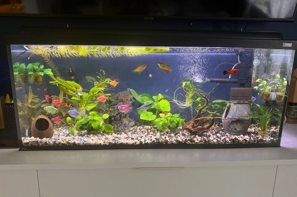 Akwarium 160l z pełnym wyposażeniem