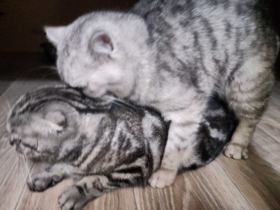Вязка любви обильного котика,окрас Шиншилла