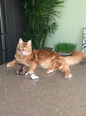 Міжднародне перевезення тварин, документальний супровід